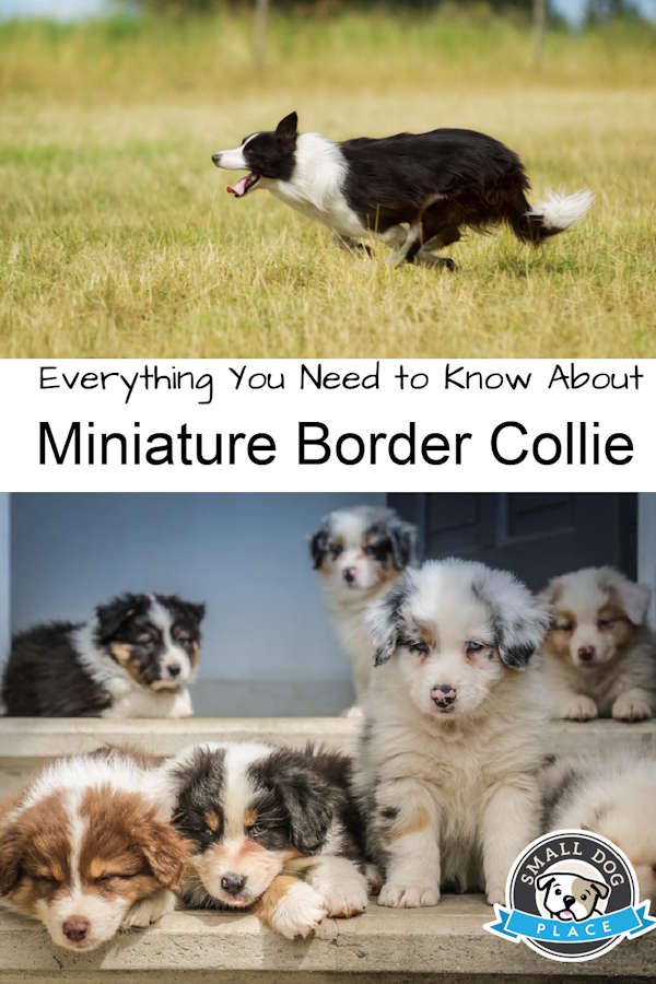 Miniature border collie pin image