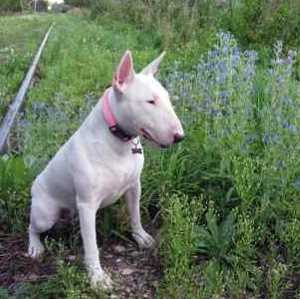 Miniature Bull Terrier