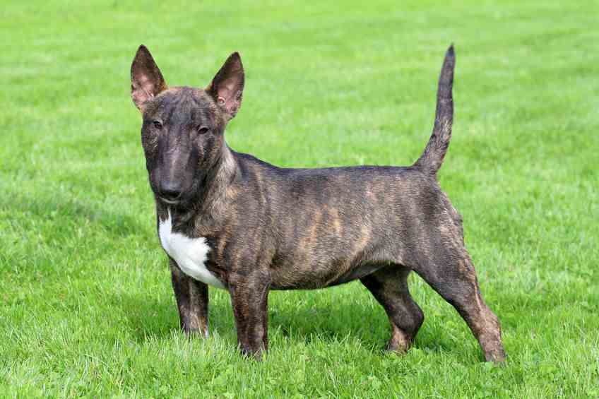 A Miniature Bull Terrier that is Colored With White