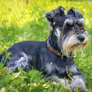 Young Miniature Schnauzer in the grass