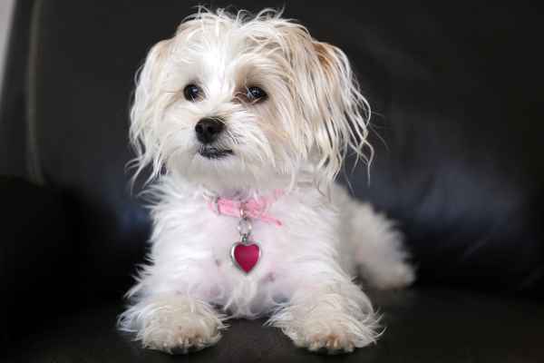 Morkie:  A Maltese and Yorkshire Terrier Crossbred dog (in Pros and Cons of Crossbred Dogs)