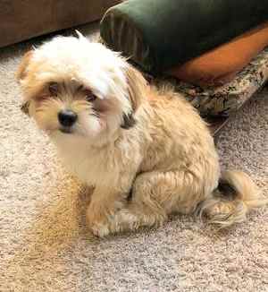 Morkie:  Maltese and Yorkshire Terrier named Puck