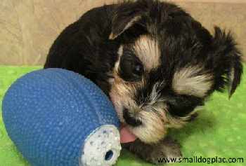 Morkie Puppy