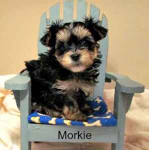 Morkie (Malteser Yorkshire Terrier