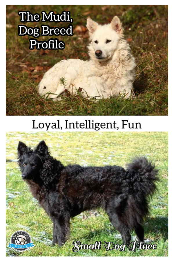 Mudi Dog Breed Profile Pin