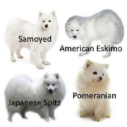 groomed japanese spitz