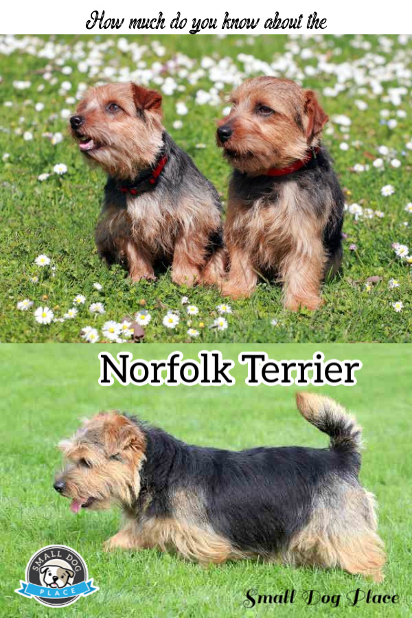 Norfolk Terrier Pinnable Image
