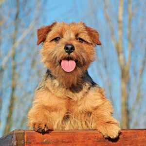 Norfolk Terrier as compared to the Norwich Terrier