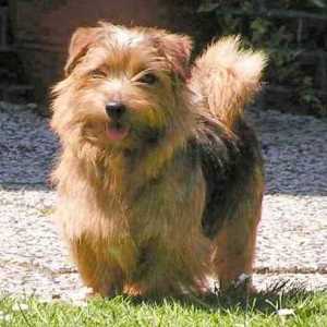 Norfolk Terrier