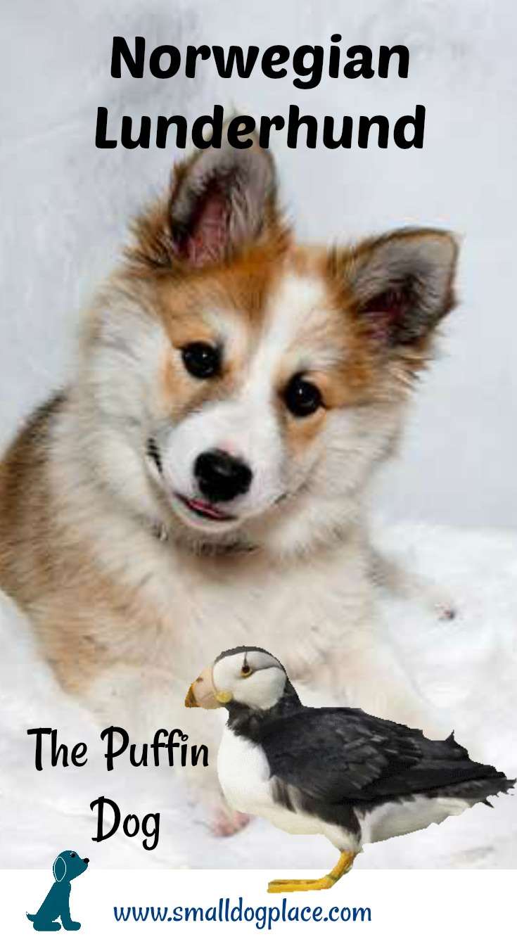 The Norwegian Lunderhund is also known as the Puffin Dog