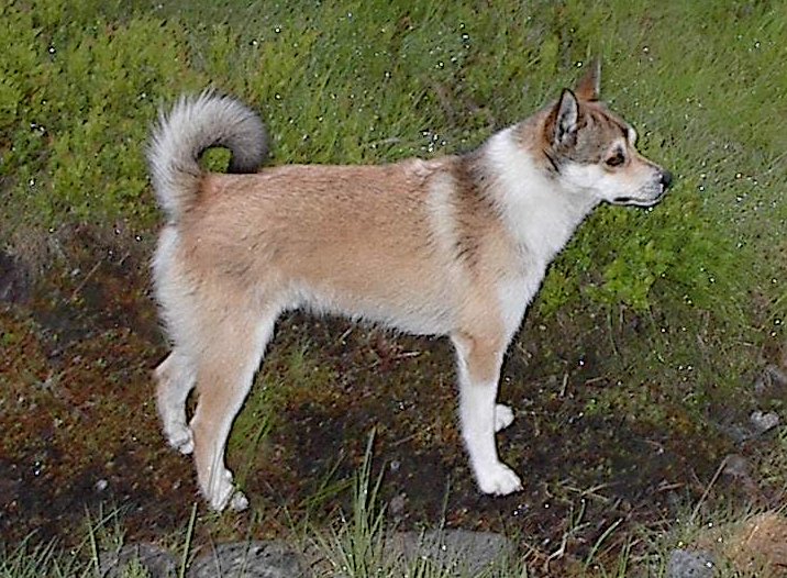 Norwegian Lunderhund Dog Breed