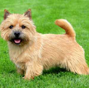 Norfolk Terrier Complete Breed Profile And Photographs