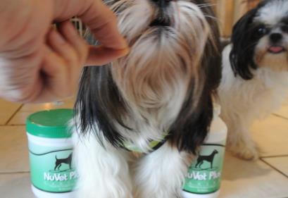 Shih Tzu dog is eating a NuVet Plus wafer.