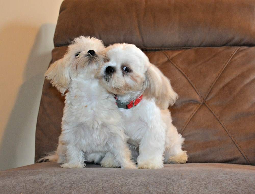 Two Shih Tzu dogs named Obi and Leia