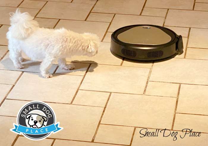 The Ollie Vacuum moves across the Ceramic Tile of the Entrance Way of the home. The dogs are curious about this new addition, the Ollie AI Robot Vacuum to their environment.