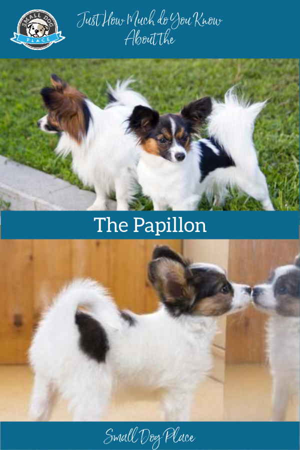 are papillon hypoallergenic