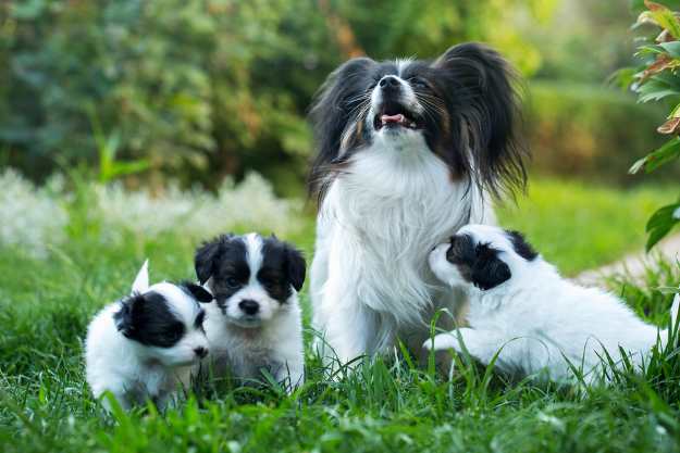 papillon dog puppy