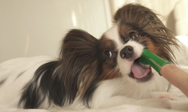 This Papillon is having his teeth brushed with a finger toothbrush