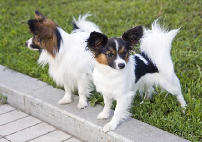 Two papillon dogs looking in opposite directions.