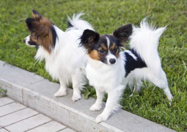 Two papillon dogs looking in opposite directions. Two papillon dogs looking in opposite directions.