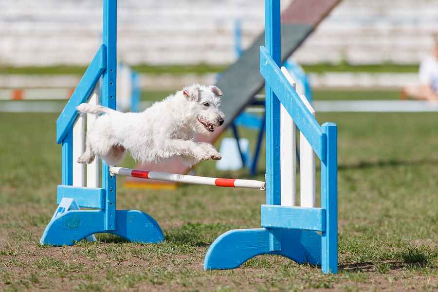 Agility is one sport that the Parson Russell Terrier can excel.