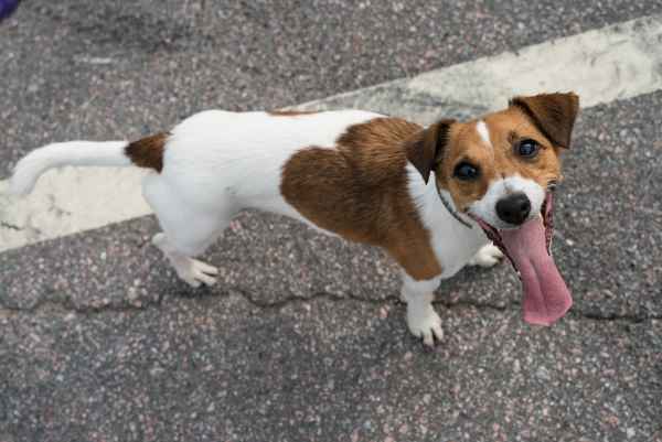 long haired jack russell shedding