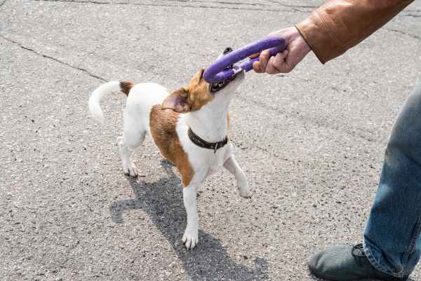 Parson Russell Terrier needs plenty of exercises and playtime to stay healthy.