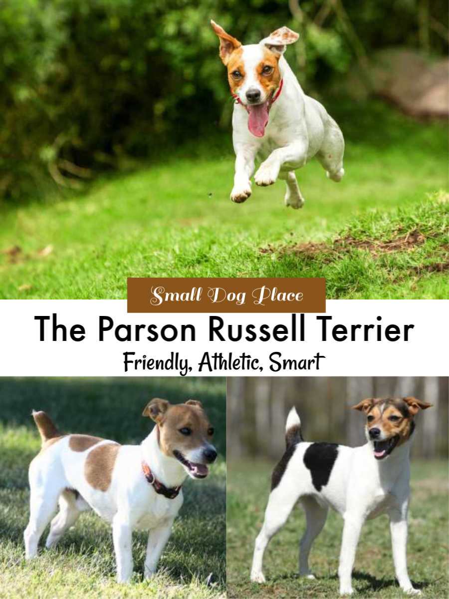 The Parson Russell Terrier Dog Breed Profile Small Dog Place