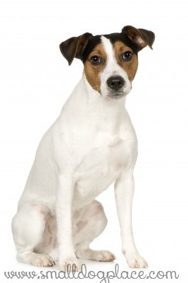 Parson Russel Terrier