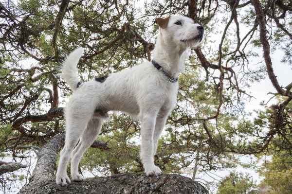 Parson Russell Terriers:  Lively, Energetic, Intelligent