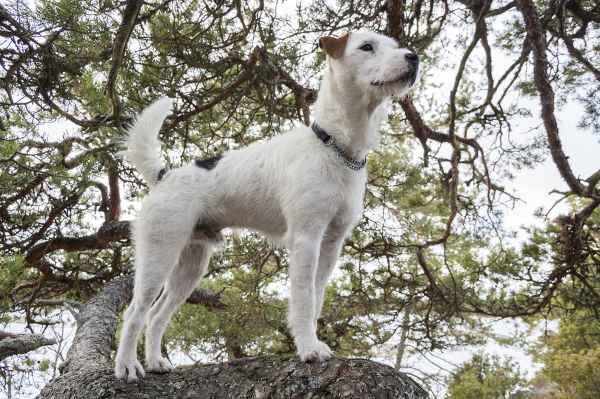 how to calm a high anxiety jack russell