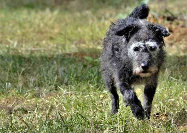 patterdale terrier dog breeds