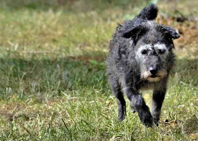 short haired patterdale terrier