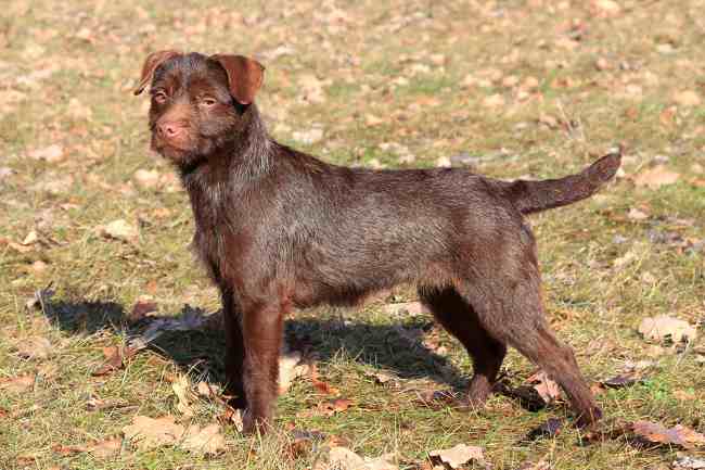Chocolate or liver-color adult Patterdale Terrier