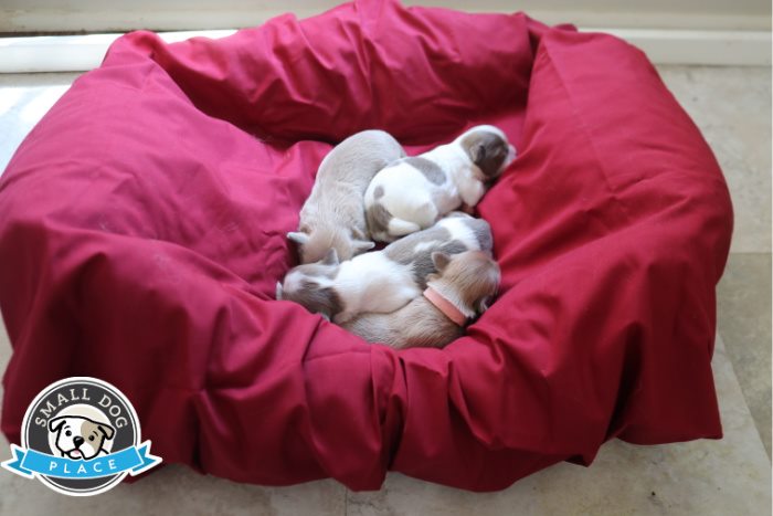 Four week old puppies are asleep on a dog bed