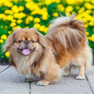 Pekingese-300.jpg