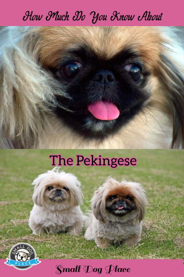 Pekingese: Pinterest Image