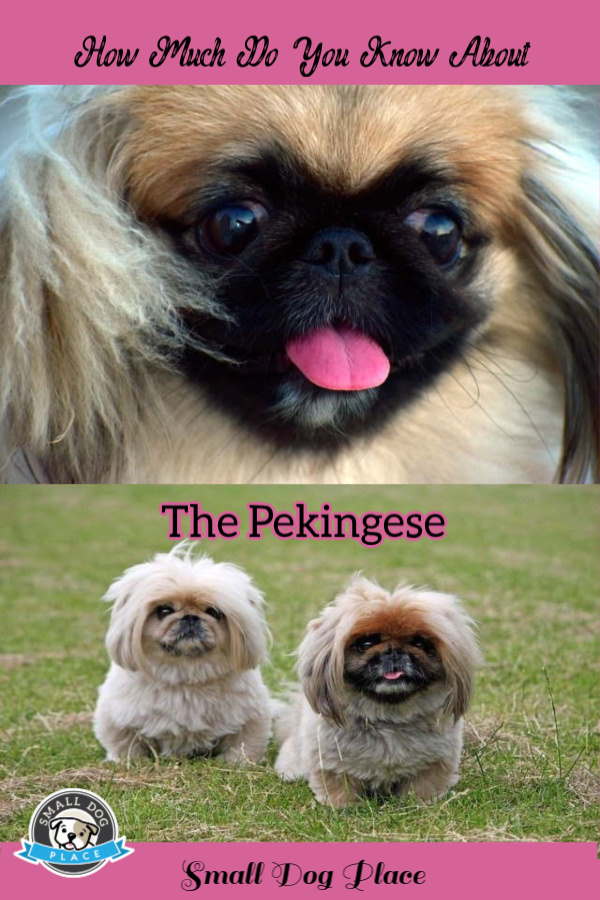 How Much Do You Know About the Pekingese Dog Breed? Pekingese: Pinterest Image