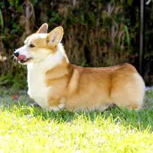 Pembroke-Welsh-Corgi-300.jpg