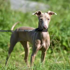 Peruvian Hairless (Small)