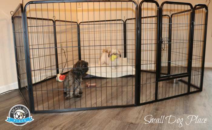 Two adult dogs are enjoying their puppy playpen.
