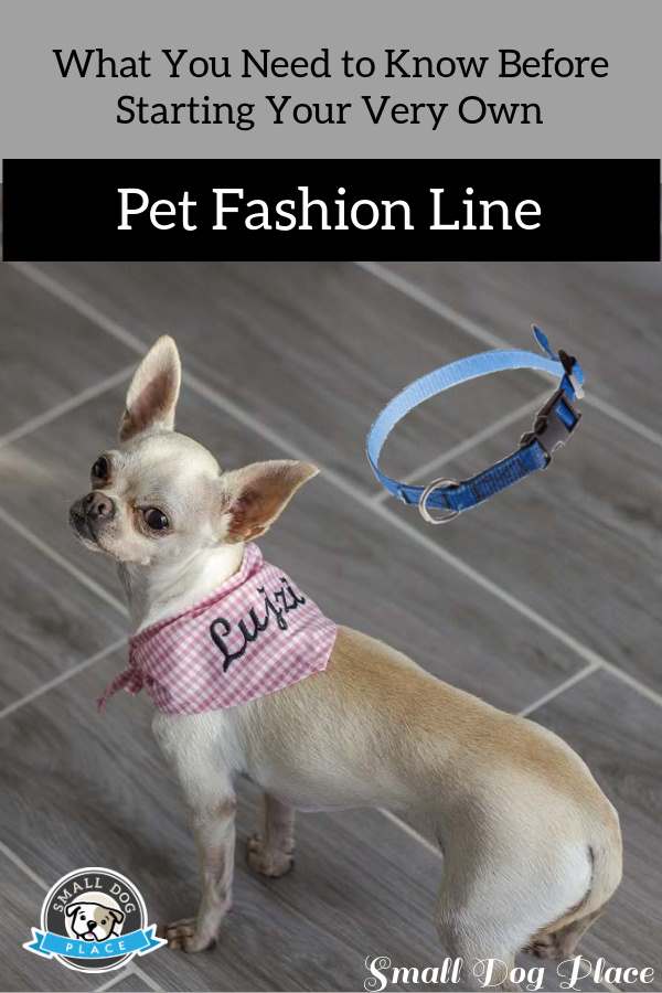 A small Chihuahua is wearing a pink bandana. A small Chihuahua is wearing a pink bandana.
