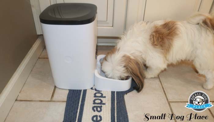 A gold and white Shih Tzu dog is eating out of the bowl provided with the Pet Libro Automatic Pet Feeder