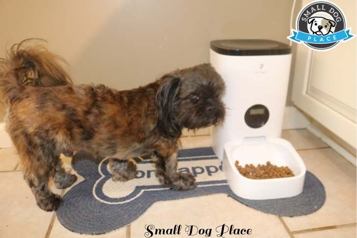 A brindle colored Shih Tzu dog is looking at the PetLibro Automatic Pet Feeder