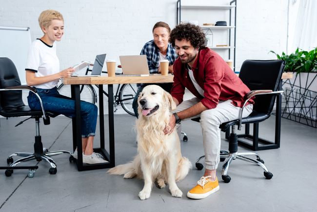 A golden retriever is in the workplace while three employees look on