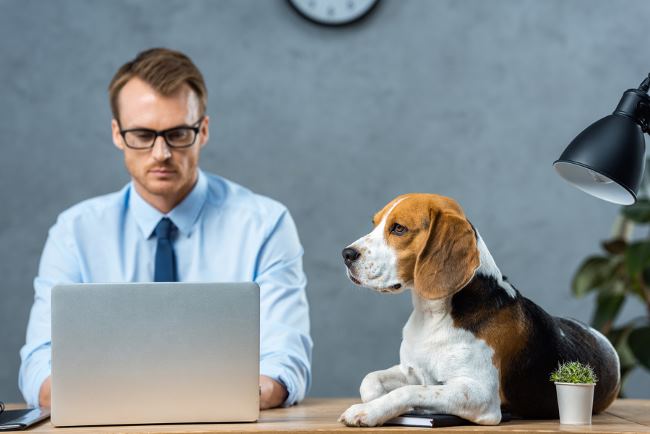 Pets at Work can help reduce stress and lower levels of anxiety and depression.