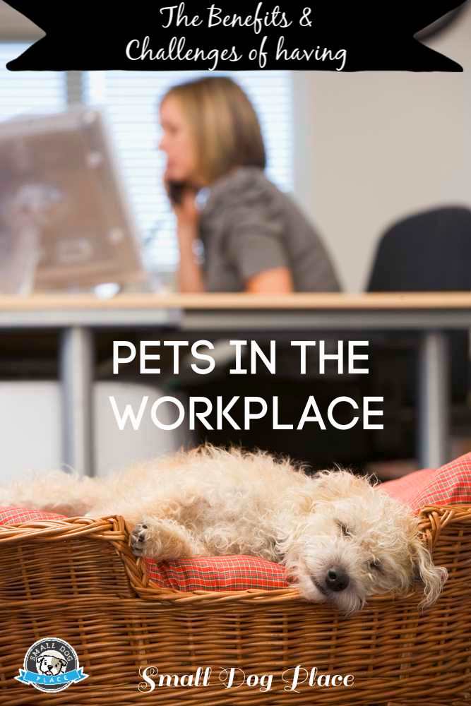 A white dog is sleeping while a woman is at work A white dog is sleeping while a woman is at work