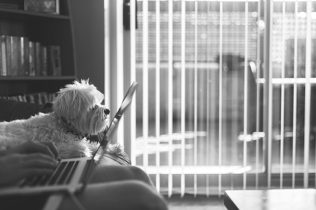 A black and white image of a person working while a dog rests nearby