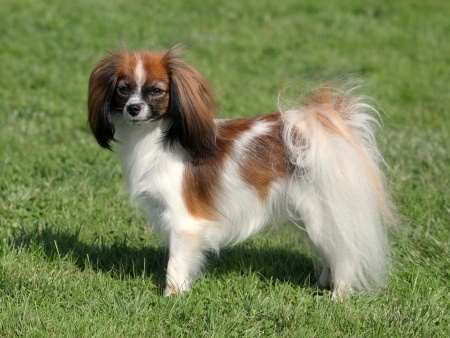 Phalene or Papillon: Small Dogs