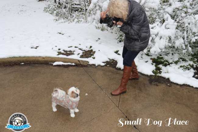 A small Shih Tzu is being photographed by her owner.